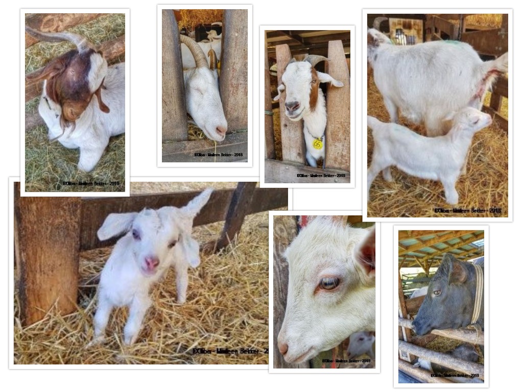010-collage-geiten.jpg