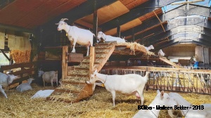010-geitenboerderij-01.jpg