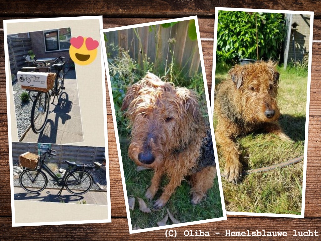 http://www.oliba.nl/images/longforum/018-collage_daam_fiets_CP.jpg