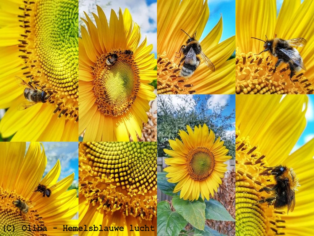 018-collage_zonnebloem_CP.jpg
